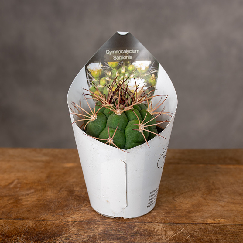 Gymnocalycium saglionis | Mini