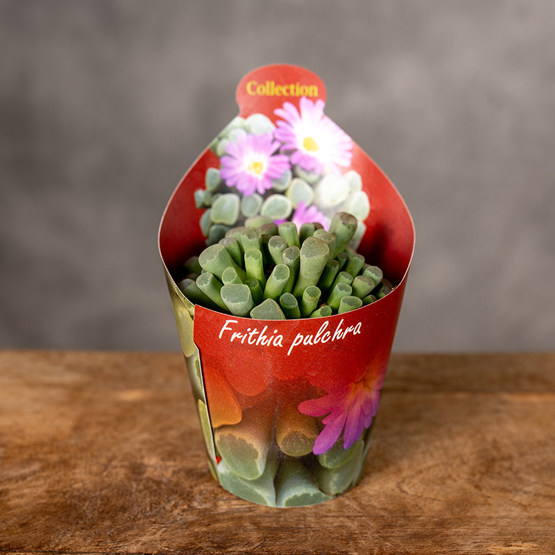 Frithia pulchra | Sukulent