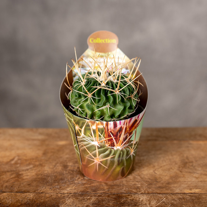 Echinofossulocactus multicostatus | Tomaszewski