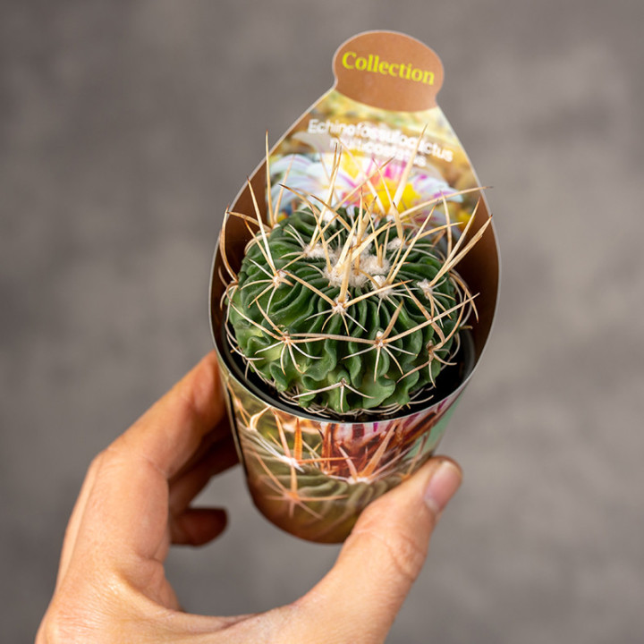 Echinofossulocactus multicostatus | Tomaszewski