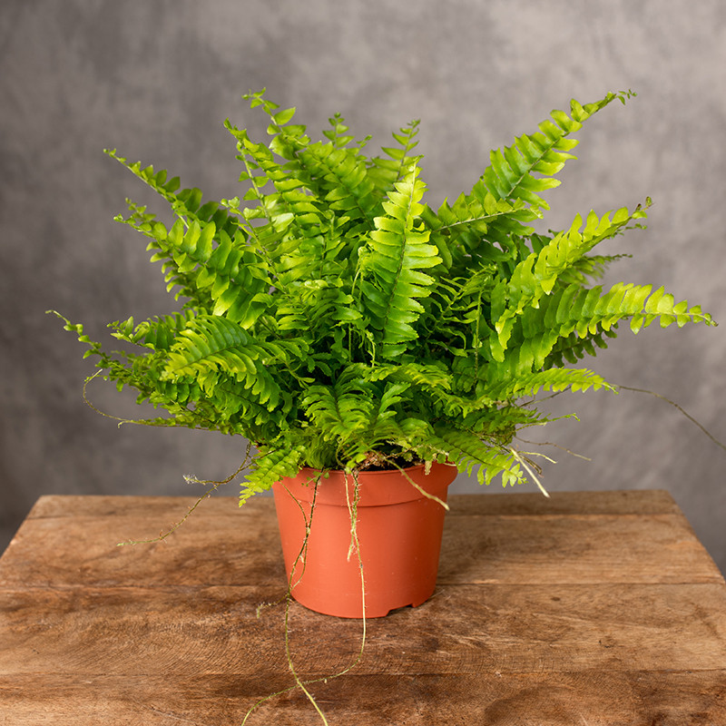 Paproć 'Bostońska' | Mała