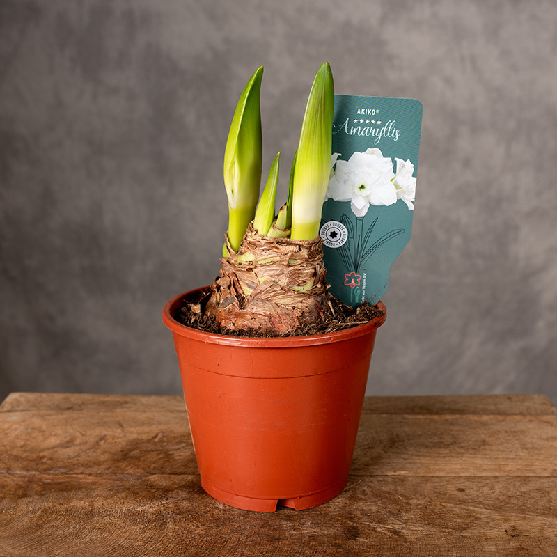 Amarylis | Hippeastrum 'Akiko'