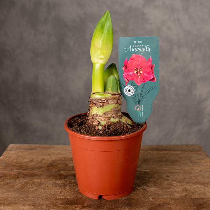Amarylis Hippeastrum 'Bolero' | Tomaszewski