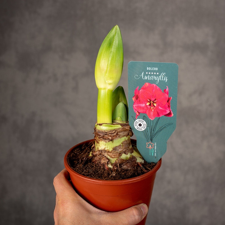 Amarylis Hippeastrum 'Bolero' | Tomaszewski