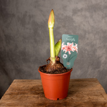 Amarylis | Hippeastrum 'Doublet'