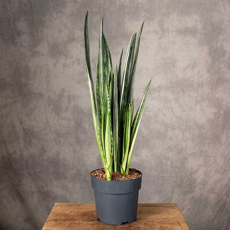 Sansewieria 'Bantel' | Duża