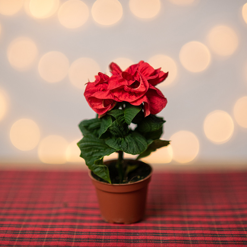 Poinsecja 'Bright Red'