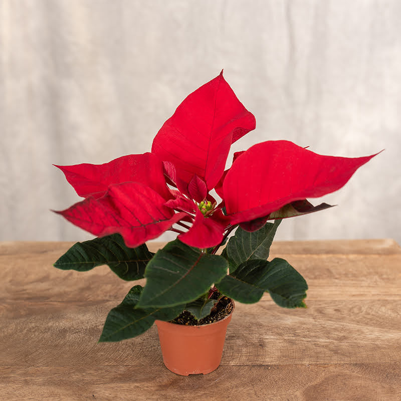 Poinsecja 'Allegra red' | Mała