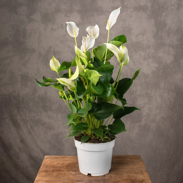 Anturium 'Banderola Cava' | Duże