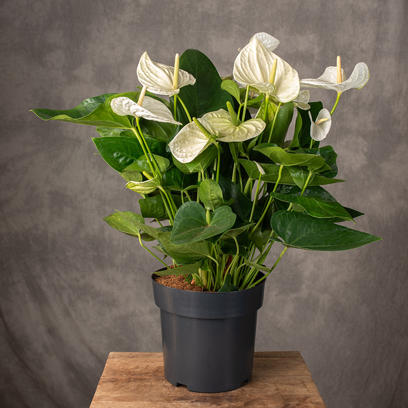 Anturium 'Alaska' | Duże