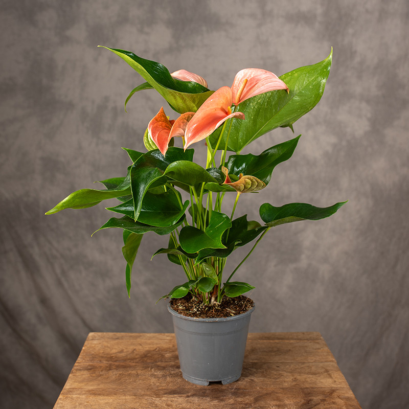 Anturium 'Floriclone Festivo’