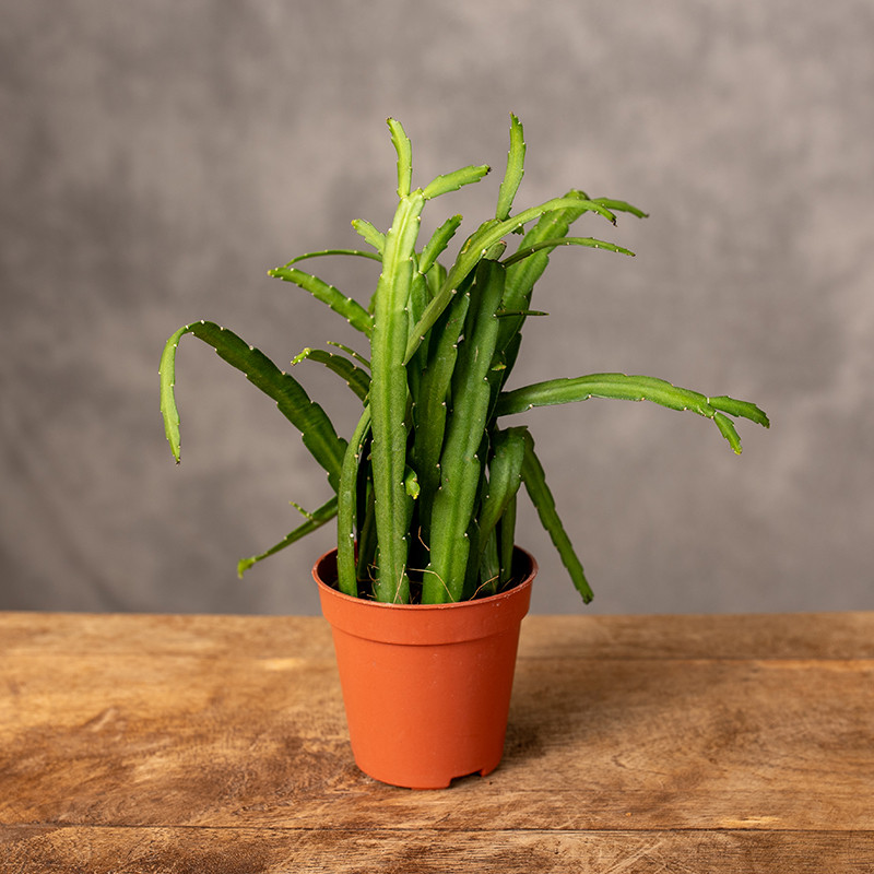 Lepismium bolivianum | Mini