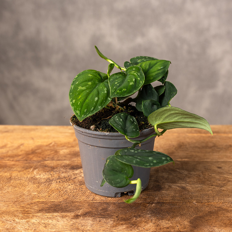 Scindapsus 'Borneo Dark' |...