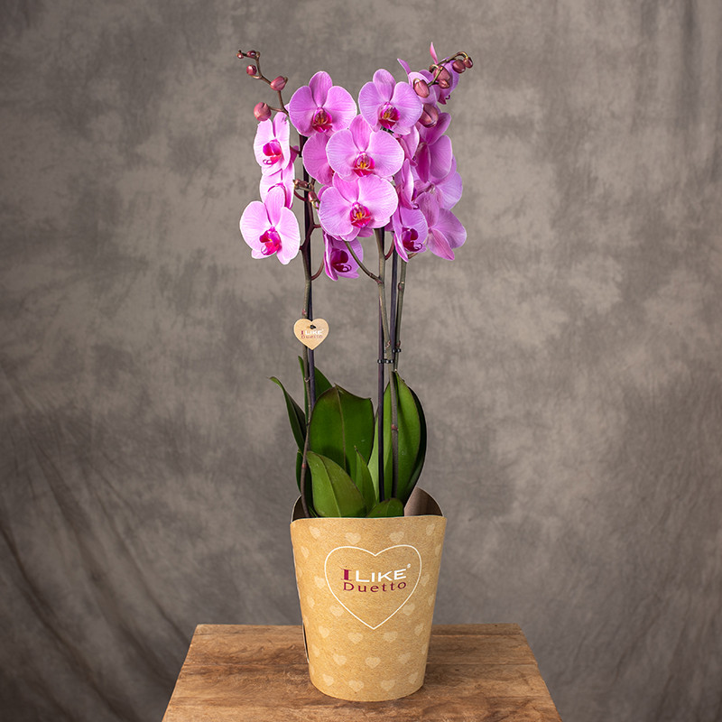 Storczyk różowy 3 pędy | Duży