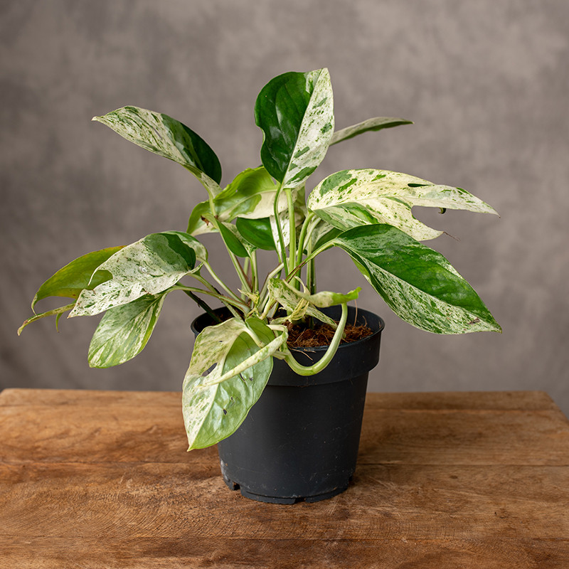 Epipremnum pinnatum 'Marble...