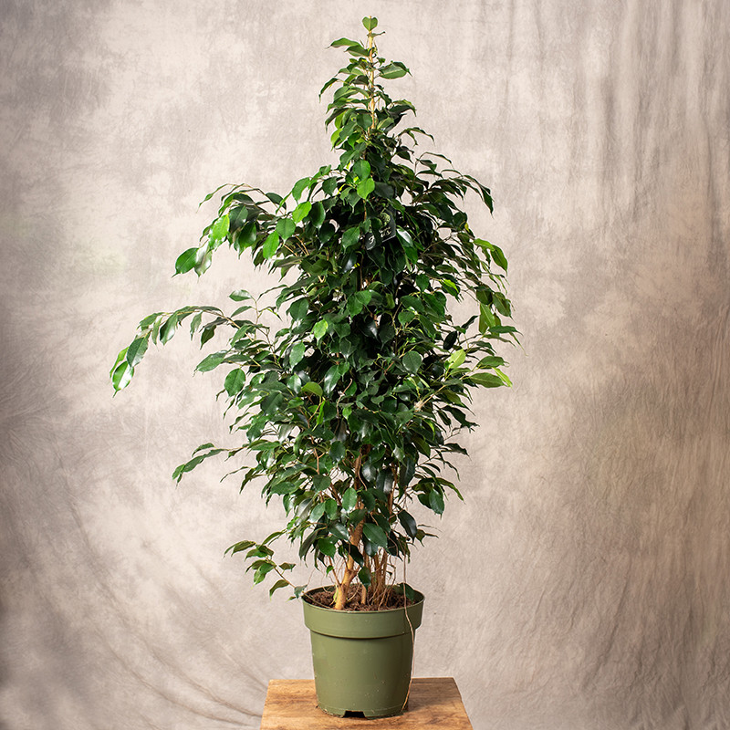 Fikus benjamina 'Midnight...