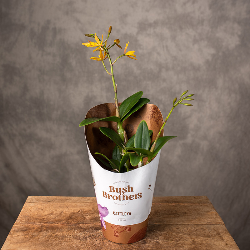 Epilaeliocattleya 'Volcano...