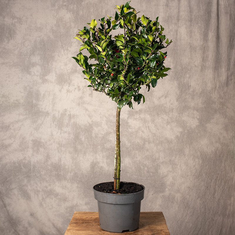 Ostrokrzew Ilex 'Blue Maid'...