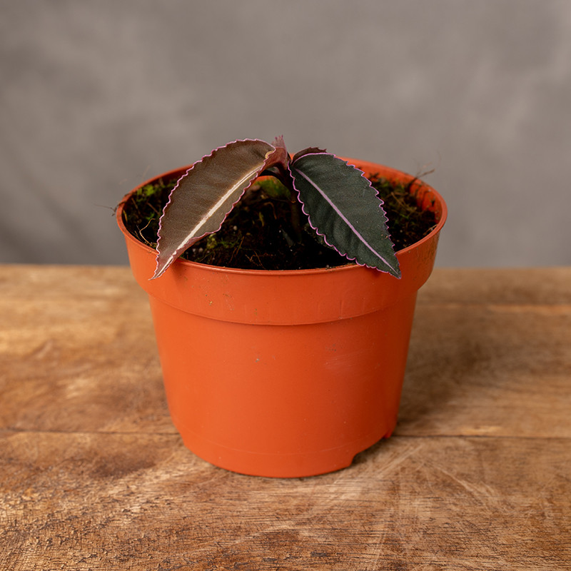 Labisia pumila | Mała