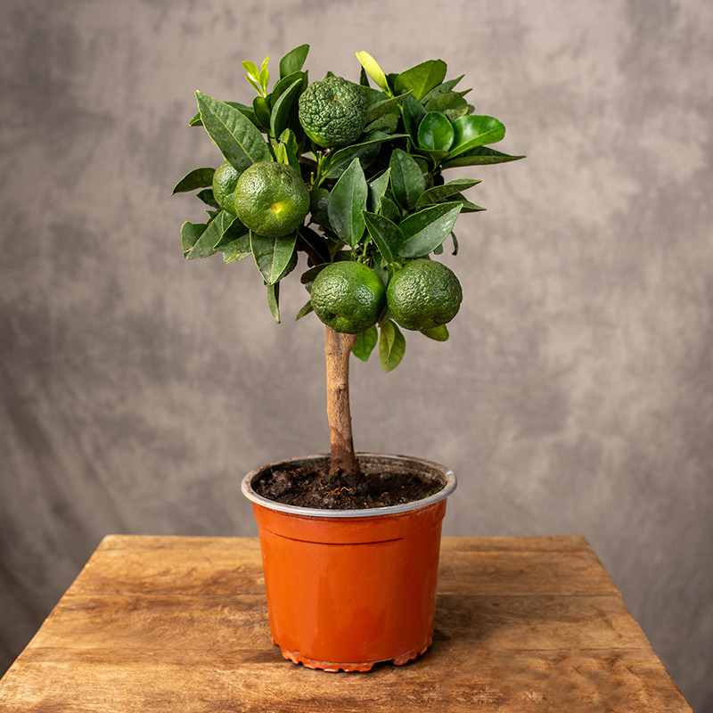Drzewko cytrusowe | Limeta...