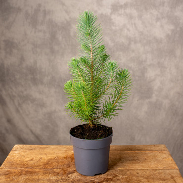 Sosna 'Silver Crest' | Mała