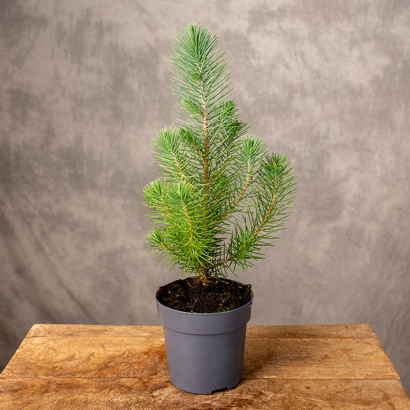 Sosna 'Silver Crest' | Mała