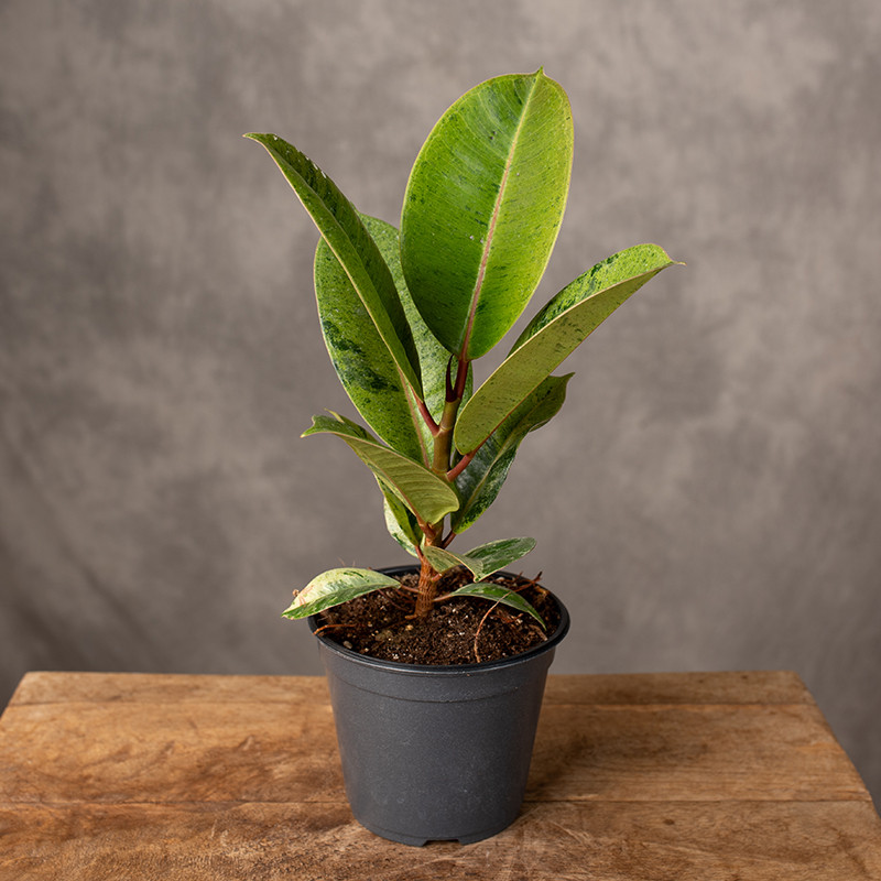 Fikus 'Moonshine' | Mały