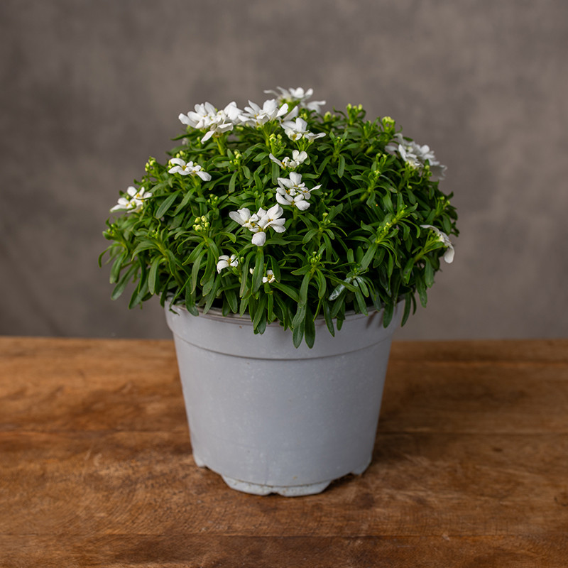 Ubiorek wiecznie zielony