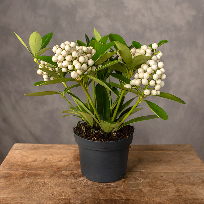 Skimia japońska biała | Mała