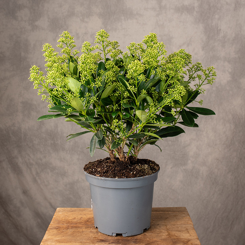 Skimia japońska 'Finchy' |...