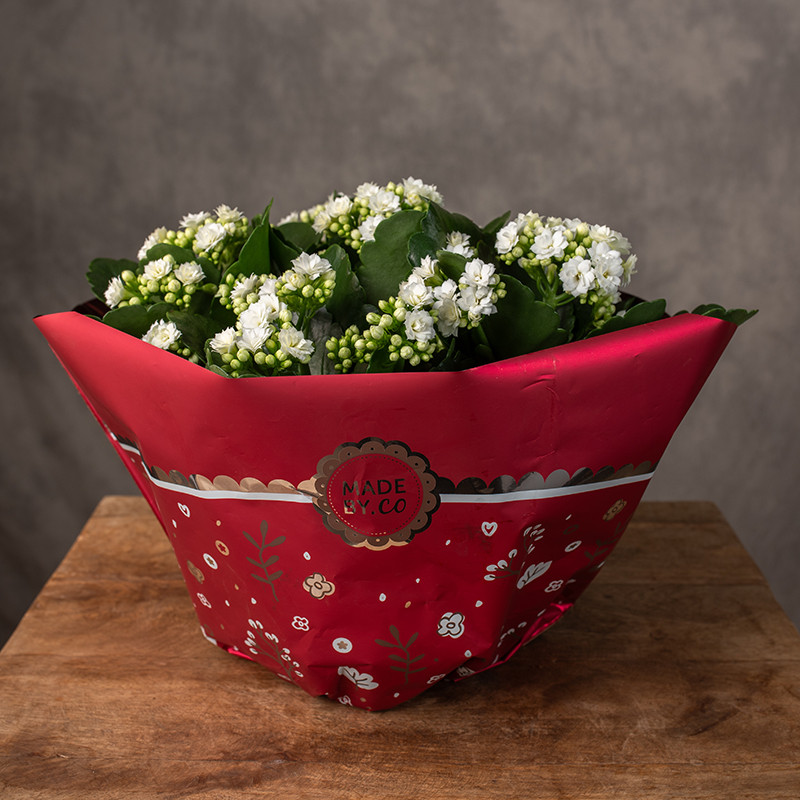 Kalanchoe białe | W misie