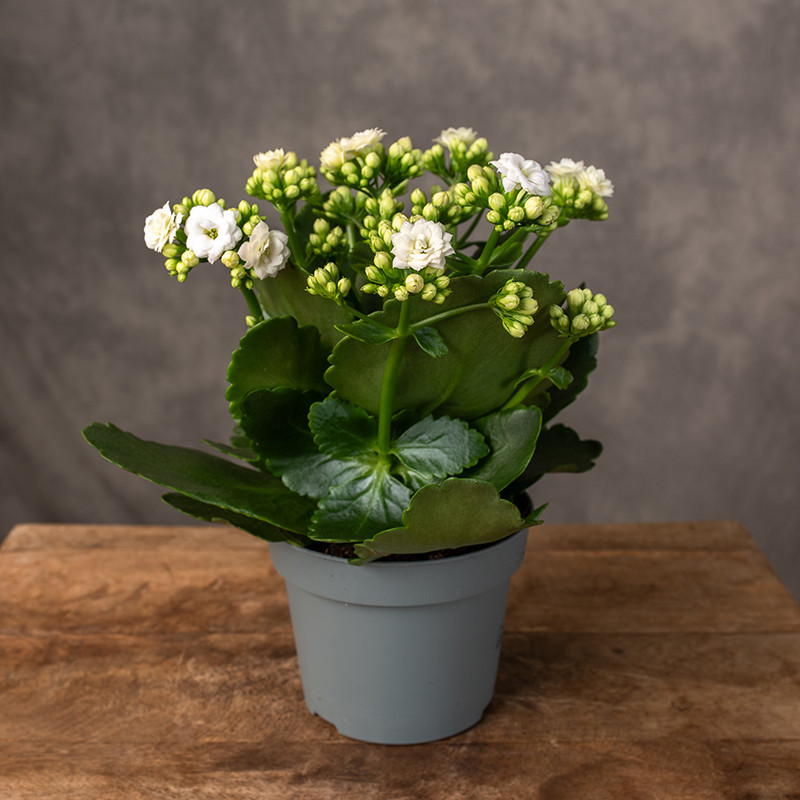 Kalanchoe białe | Małe