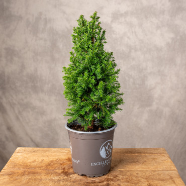 Cyprysik żywotnikowaty 'Excellent Point' | Mały