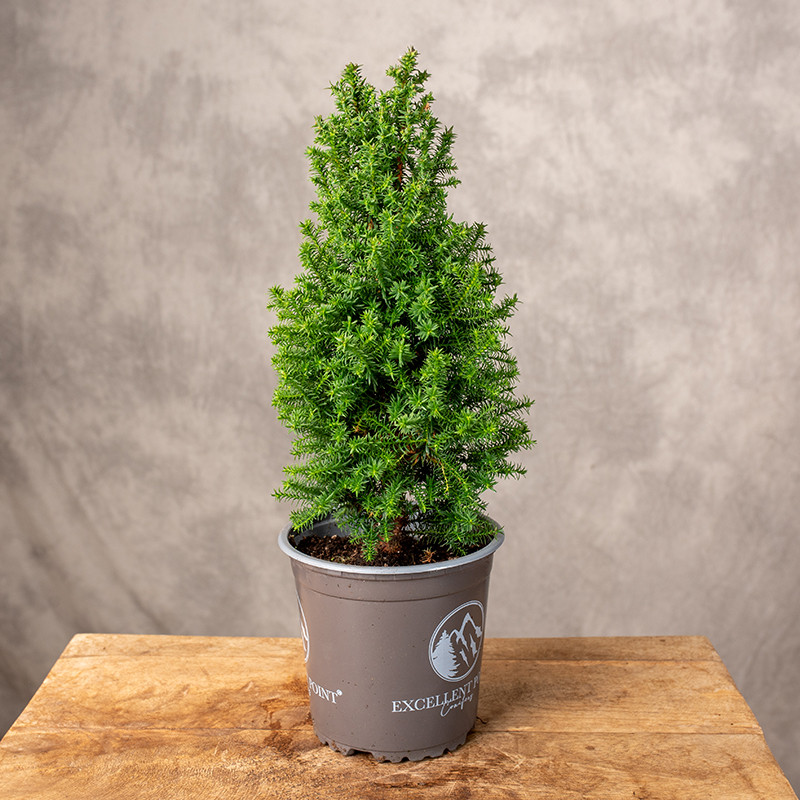 Cyprysik żywotnikowaty...