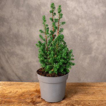 Cyprysik 'Top Point' | Mały