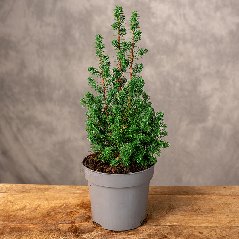 Cyprysik 'Top Point' | Mały