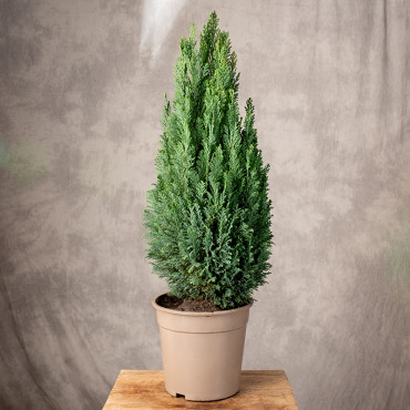 Cyprysik 'Elwoodii' | Duży