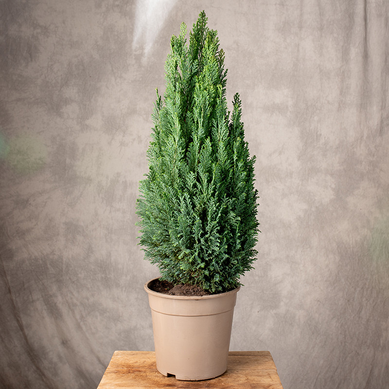 Cyprysik 'Elwoodii' | Duży