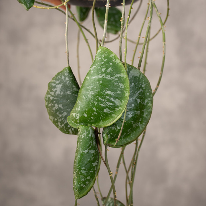 Hoja 'Imbricata' | Tomaszewski
