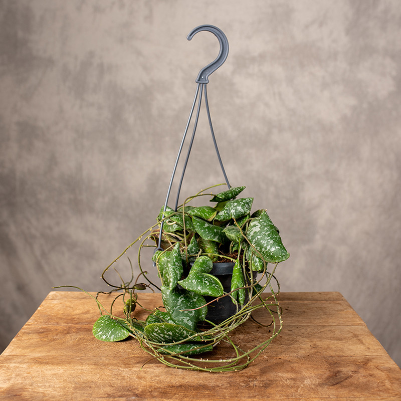 Hoja 'Imbricata' | Wisząca