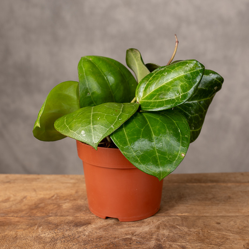 Hoja 'Sarawak Cream' | Mała