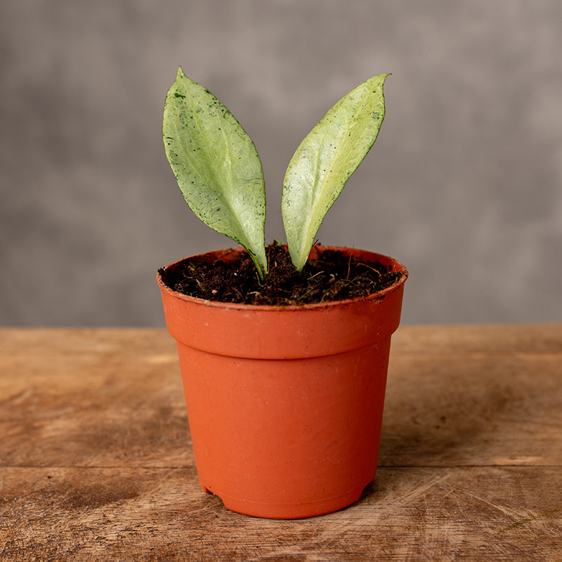 Hoja 'New Guinea Ghost' | Mini