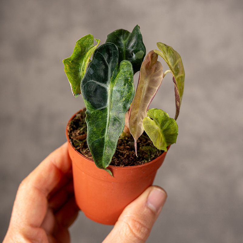 Alokazja 'Polly’' Variegata...