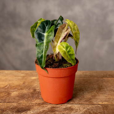 Alokazja 'Polly’' Variegata Aurea | Mini