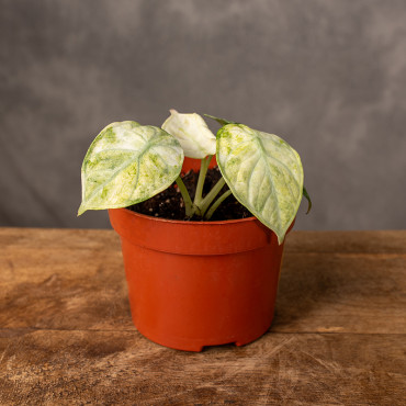 Alokazja ‘Ninja Tricolor’ | Mini