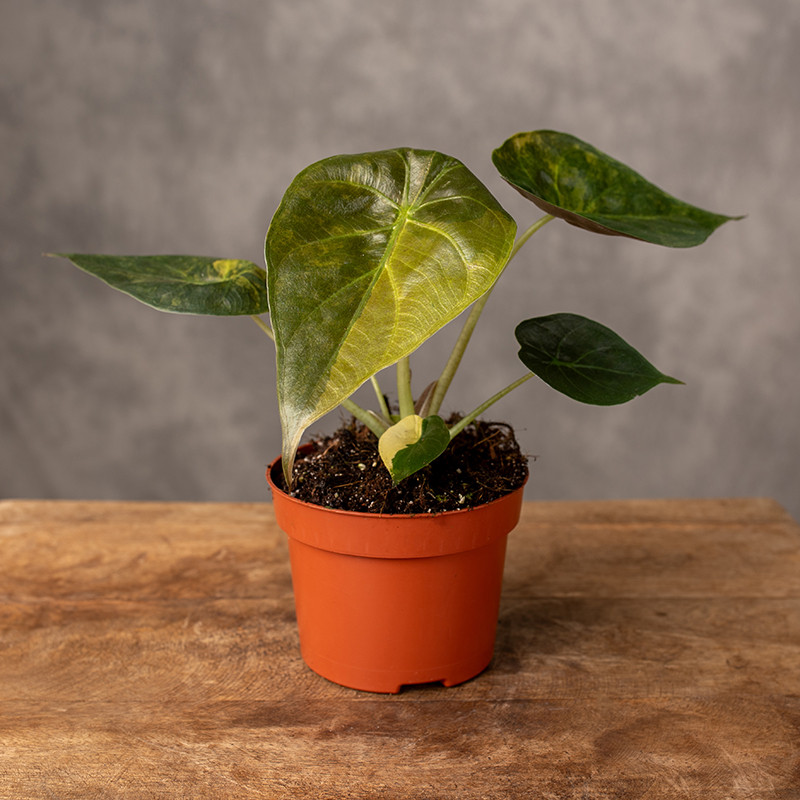 Alokazja wentii 'Aurea' | Mała