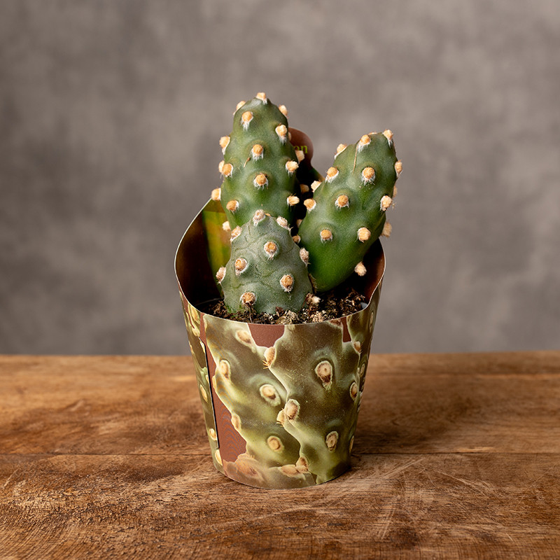 Kaktus Tephrocactus...