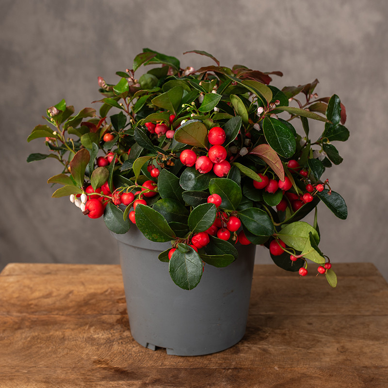 Golteria rozesłana 'Big Berry'