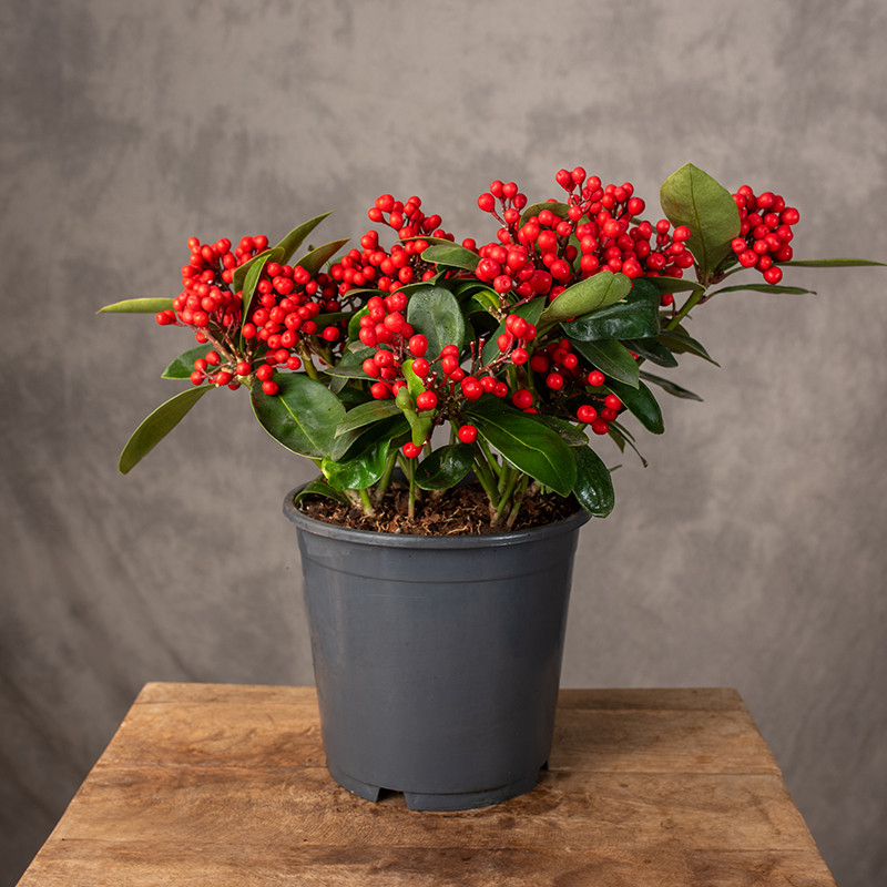 Skimia japońska 'Pabella'