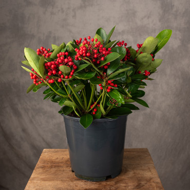 Skimia japońska 'Desire' | Duża